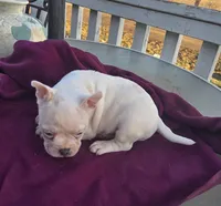 Miles, a male French Bulldog and American Bully for sale in Garretson, SD – Photo 2 of 2