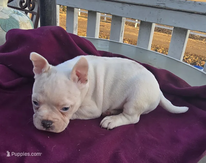 Miles – French Bulldog, American Bully puppy for sale in Garretson, SD