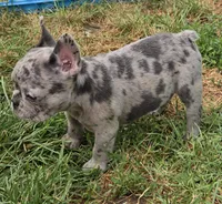Emma, a female French Bulldog for sale in Garretson, SD – 4 of 5