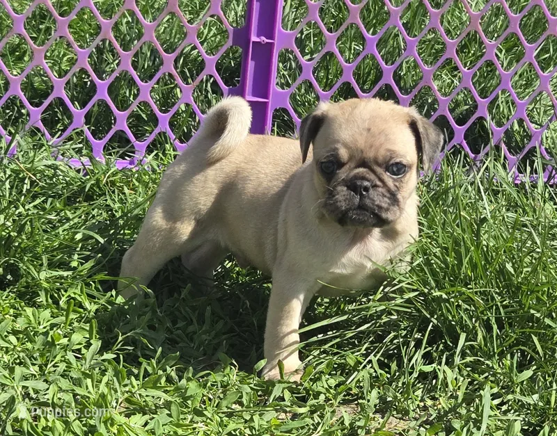 Patch  – Pug puppy for sale in Garretson, SD
