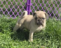 Patch , a male Pug for sale in Garretson, SD – 1 of 2