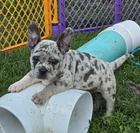 Reese, a female French Bulldog and American Bully for sale in Garretson, SD – 5 of 6