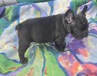 Elton, a male French Bulldog for sale in Garretson, SD – 3 of 4