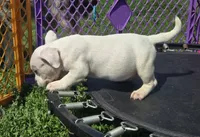 Scooby, a male French Bulldog and American Bully for sale in Garretson, SD – 2 of 3