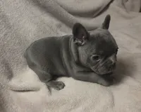 Remington , a male French Bulldog for sale in Garretson, SD – 4 of 4
