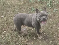 Stich, a male French Bulldog for sale in Garretson, SD – 5 of 7