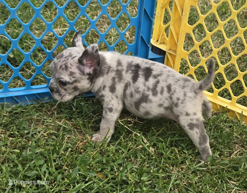 Reese – American Bulldog, French Bulldog puppy for sale in Garretson, SD