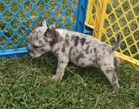 Reese, a female American Bulldog and French Bulldog for sale in Garretson, SD – 1 of 2