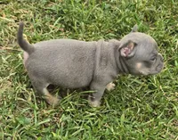 Brutus, a male French Bulldog and American Bully for sale in Garretson, SD – 4 of 6