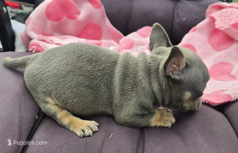 Brutus – French Bulldog, American Bully puppy for sale in Garretson, SD