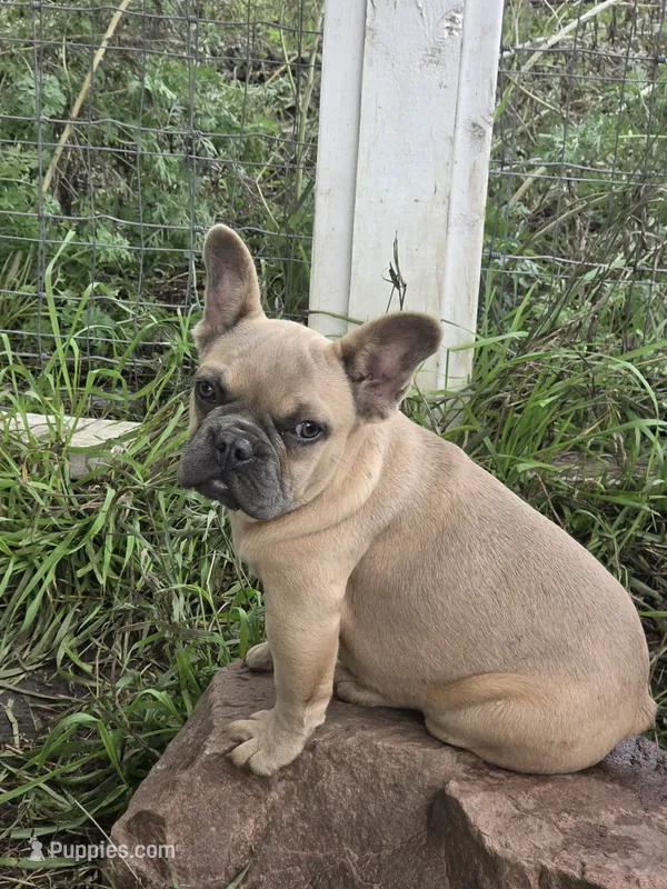 Elsa – French Bulldog puppy for sale in Garretson, SD