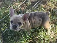 Mia, a female French Bulldog for sale in Garretson, SD – 7 of 7
