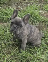 Ember, a female French Bulldog for sale in Garretson, SD – 4 of 6