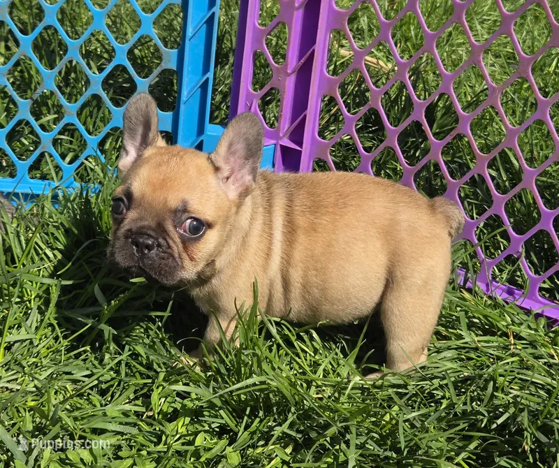 Micky – French Bulldog puppy for sale in Garretson, SD