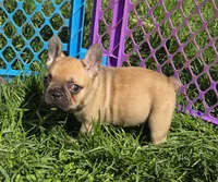 Micky, a male French Bulldog for sale in Garretson, SD – 1 of 1