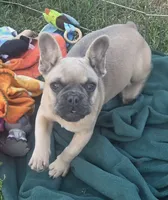 Elsa, a female French Bulldog for sale in Garretson, SD – 2 of 4