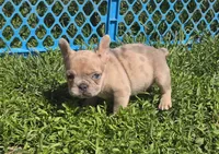 Mia, a female French Bulldog for sale in Garretson, SD – 2 of 3