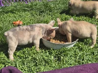 Mia, a female French Bulldog for sale in Garretson, SD – 3 of 3