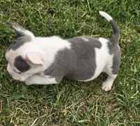 Monte Jr., a male American Bulldog and French Bulldog for sale in Garretson, SD – 7 of 7