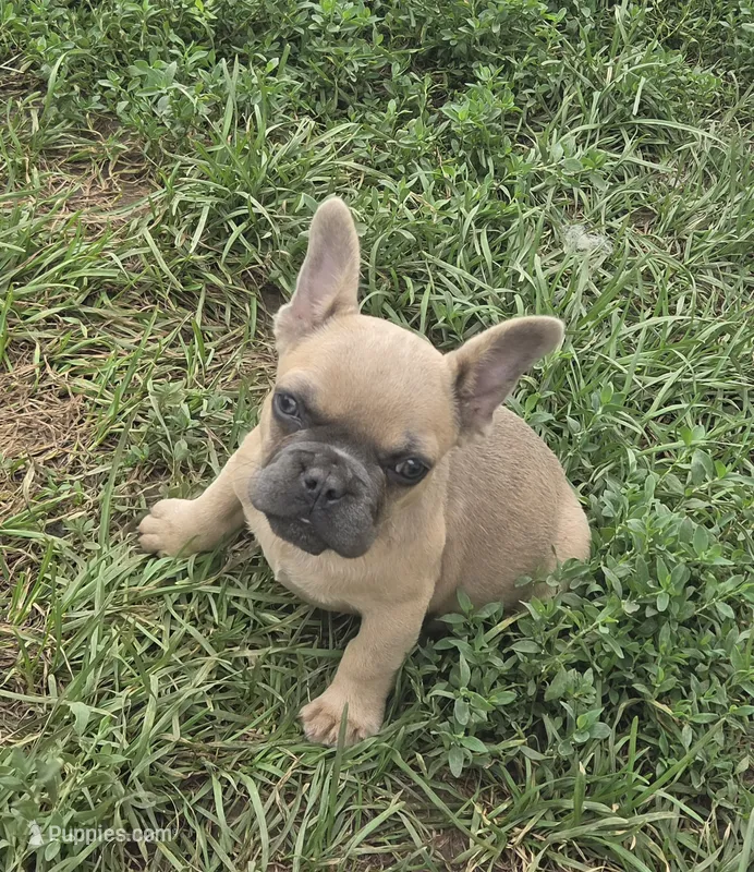 Elsa – French Bulldog puppy for sale in Garretson, SD
