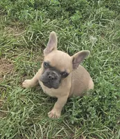 Elsa, a female French Bulldog for sale in Garretson, SD – 1 of 2