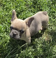 Elsa, a female French Bulldog for sale in Garretson, SD – 2 of 2