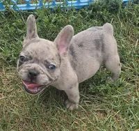 Elmo, a male French Bulldog for sale in Garretson, SD – 2 of 4