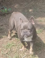 Stich, a male French Bulldog for sale in Garretson, SD – 2 of 7