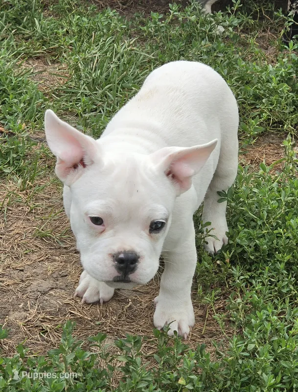 Shaggy – French Bulldog, American Bully puppy for sale in Garretson, SD
