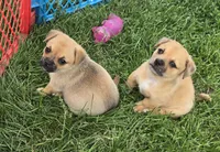 Cameron , a male Pembroke Welsh Corgi and Pug for sale in Garretson, SD – 4 of 4