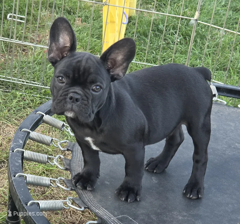 Edison  – French Bulldog puppy for sale in Garretson, SD