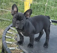 Edison , a male French Bulldog for sale in Garretson, SD – 1 of 4
