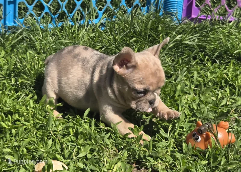 Mia – French Bulldog puppy for sale in Garretson, SD