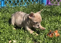 Mia, a female French Bulldog for sale in Garretson, SD – 1 of 3