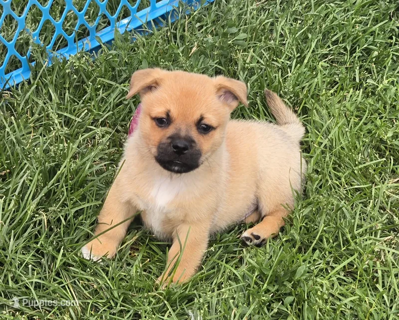 Colton – Pembroke Welsh Corgi, Pug puppy for sale in Garretson, SD