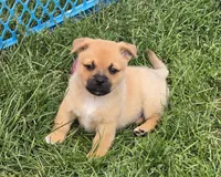Colton, a male Pembroke Welsh Corgi and Pug for sale in Garretson, SD – 1 of 4