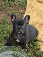Edison , a male French Bulldog for sale in Garretson, SD – 4 of 4
