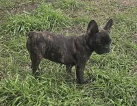 Eve, a female French Bulldog for sale in Garretson, SD – 3 of 3