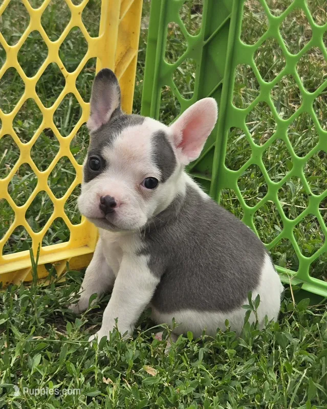 Monte Jr. – American Bulldog, French Bulldog puppy on hold in Garretson, SD