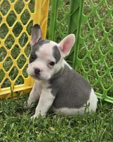 Monte Jr., a male American Bulldog and French Bulldog for sale in Garretson, SD – 2 of 7