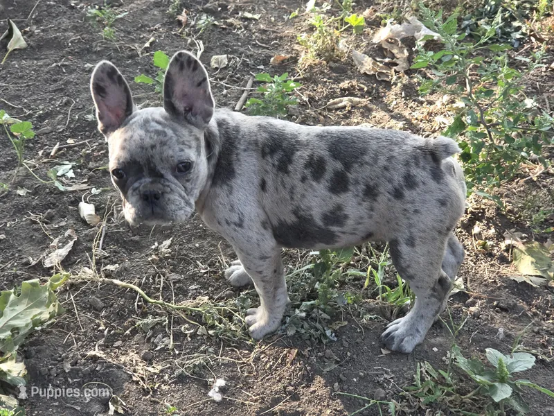 Emma – French Bulldog puppy for sale in Garretson, SD