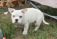 Shaggy, a male French Bulldog and American Bully for sale in Garretson, SD – 2 of 4