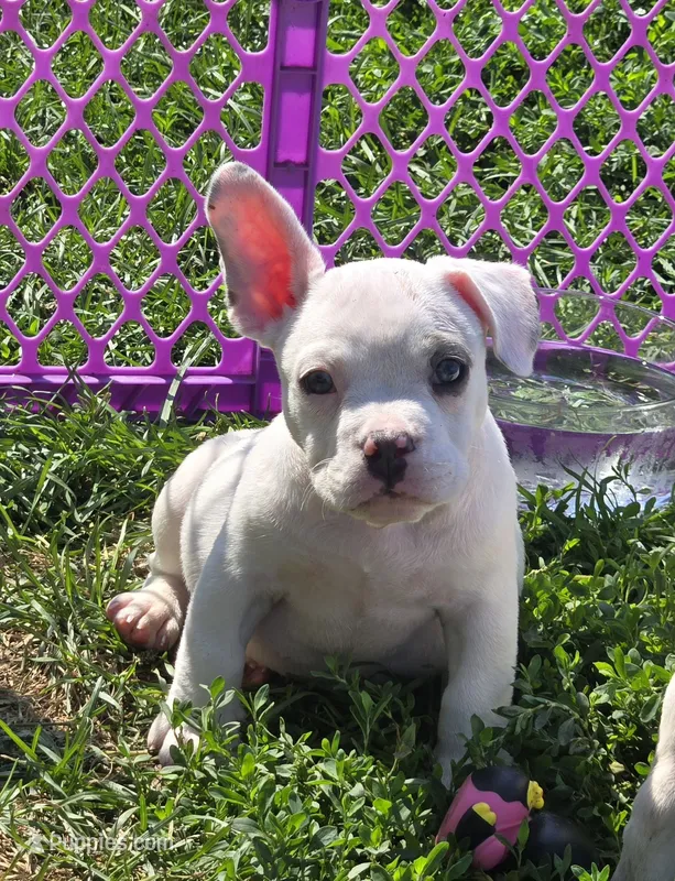 Scooby – French Bulldog, American Bully puppy for sale in Garretson, SD