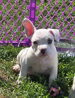Scooby, a male French Bulldog and American Bully for sale in Garretson, SD – 1 of 3