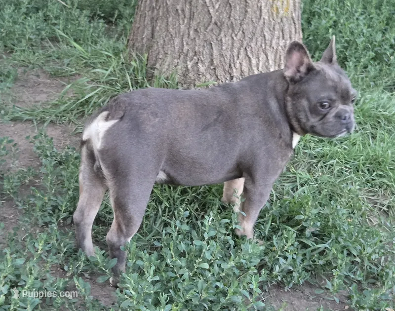 Stich – French Bulldog puppy for sale in Garretson, SD