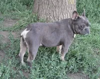 Stich, a male French Bulldog for sale in Garretson, SD – 1 of 4