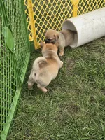 Cameron , a male Pembroke Welsh Corgi and Pug for sale in Garretson, SD – 3 of 4
