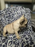 Micky, a male French Bulldog for sale in Garretson, SD – 3 of 9