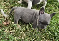 Brutus, a male French Bulldog and American Bully for sale in Garretson, SD – 6 of 6