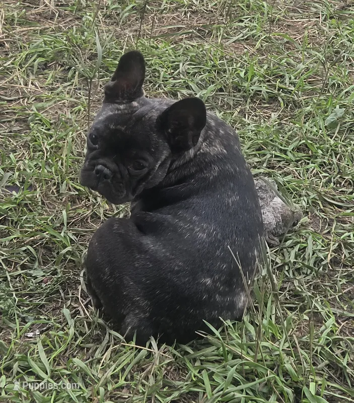 Eve – French Bulldog puppy for sale in Garretson, SD